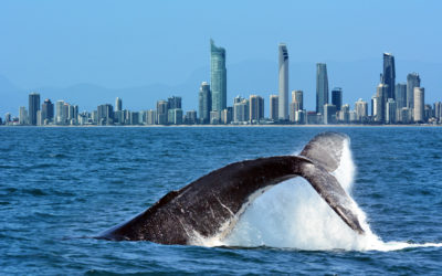 Gold Coast Whale Watching